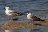 1cy fuscus in August, ringed in Finland. (81365 bytes)